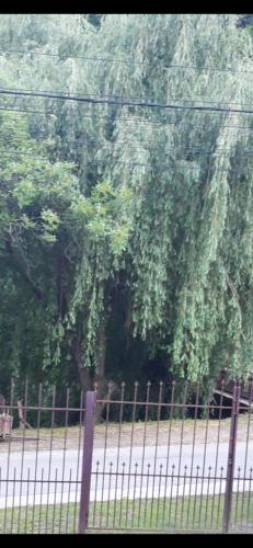 a large tree behind a fence in a field at PENSIUNEA ANA Transalpina in Şugag
