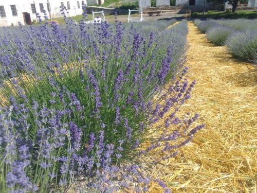 a row of purple flowers in a field of hay at Hotel Rafinad in Sharhorod
