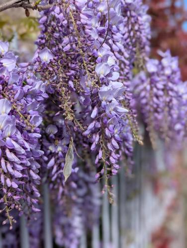 a bunch of wisterias hanging from a wall at La Maison d'Arlette - Maison d'Hôte et Gite au coeur de l'Isère à 10 mn de Voiron, capitale de la Chartreuse, et du Lac de Paladru in Saint-Blaise-du-Buis