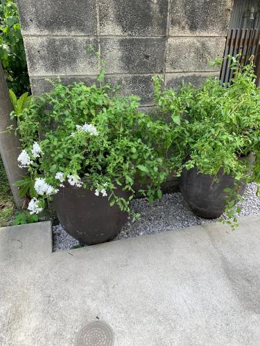 Giardino di Calm Enoshima 101 - Vacation STAY 29146v