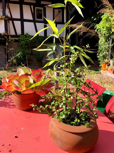 two pots of flowers and plants on a table at B&B Le Lodge in Bourgheim