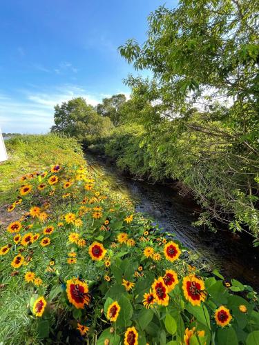 a field of sunflowers next to a river at Cape Sands Inn in West Yarmouth