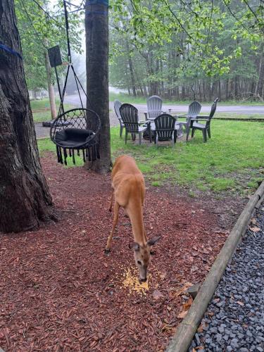 a gazelle eating food in a park at Fun Home in Pocono with Gameroom-Firpit-BBQ Grill-TV and AC in all rooms in Tobyhanna
