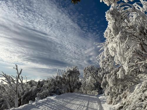 a snow covered path with trees and a cloudy sky at Ski Lift Access - Modern 3BR Chalet - Fireplace in Mount Buller