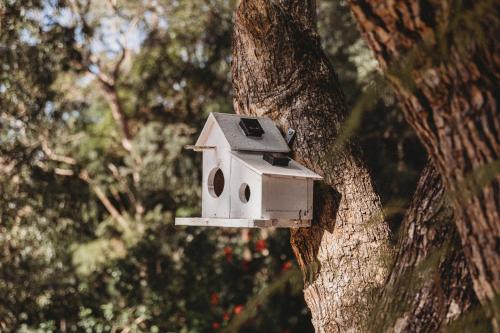 a bird house hanging from a tree at Private & Stylish Hinterland Cottage in Gold Coast