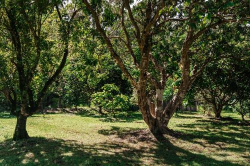 a group of trees in a field with grass at Woodbine Homestead in Hallidays Point
