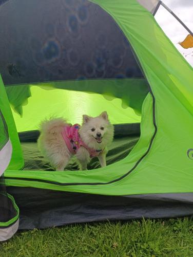 a small dog standing inside of a tent at Camping San Francisco - Cabaña, Teepee & Zona de Camping in Guatavita
