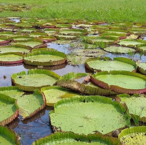 a large field filled with lots of green plants at Casa Carauarí in Alter do Chao