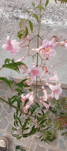 a bunch of pink flowers on a plant at Lakeview Villa Santiago 2 in Santiago Atitlán