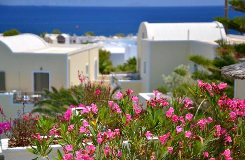 a group of pink flowers in front of white buildings at Zephyros Hotel in Kamari