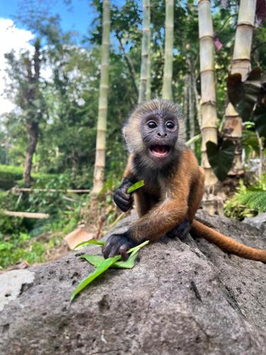 a small monkey sitting on top of a rock at PANORAMA BUNGALOWs in Tetebatu