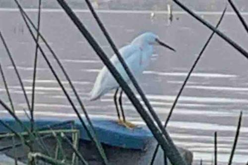 a white bird standing on a blue object in the water at Casa de Campo Lake Shore Jocotepec in San Cristóbal Zapotitlán