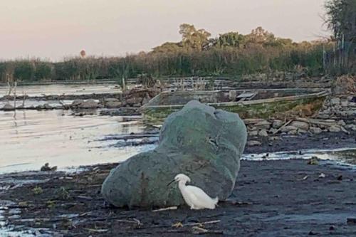 a white bird standing next to a large rock at Casa de Campo Lake Shore Jocotepec in San Cristóbal Zapotitlán