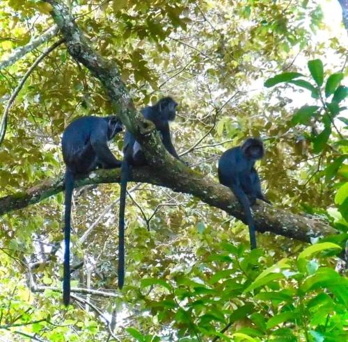 three monkeys sitting on top of a tree branch at Azhani Bungalow in Tetebatu