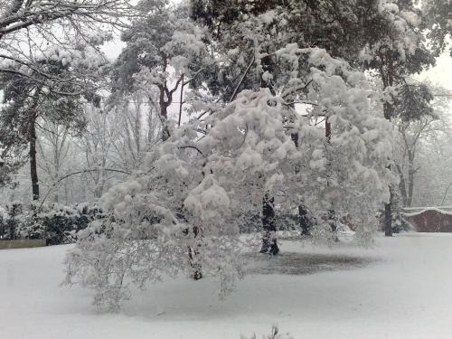 a tree covered in snow in a park at Bed&Garden in Cesate