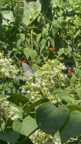 a butterfly sitting on top of a plant with flowers at KENSONS BUDGETSTAY NON AC FREE WIFI and PARKING in Mangalore
