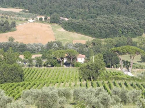 an aerial view of a vineyard on a hill at Tenuta Pizzogallo in Amelia
