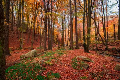 a wooded area with fall leaves and trees at The Gables 