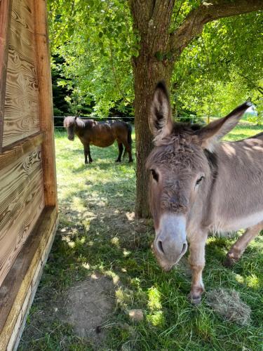 a donkey standing in the grass next to a tree at Sachsenbucherhof in Gurten