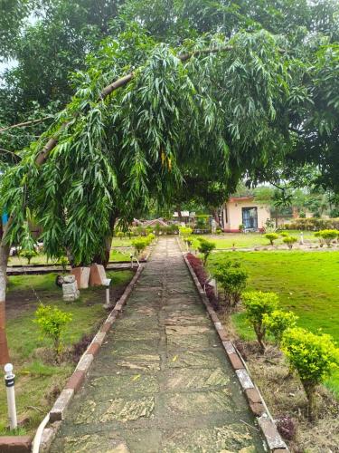 a tree hanging over a path in a garden at Radhe Farm in Jāmb