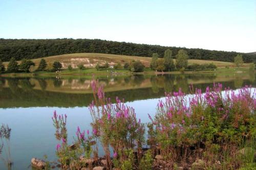 a lake with pink flowers in front of it at E-Tekergők Háza in Bükkzsérc