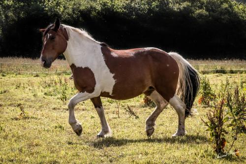 a brown and white horse walking in a field at Carabzh, la petite roulotte unique ! in Guimiliau