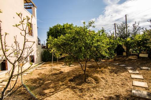 Κήπος έξω από το Madis Home 1