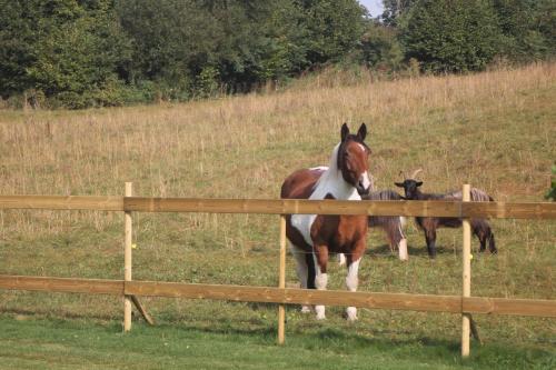 a horse and a baby horse standing next to a fence at Carabzh, la petite roulotte unique ! in Guimiliau