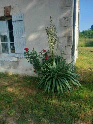 a plant in front of a house with flowers at Maison éclusière de Choiseau in Coudroy