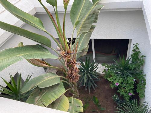 a palm tree in a courtyard with other plants at Villa de jasmine hammamet in Hammamet Nord
