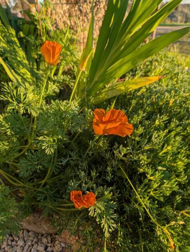 a group of orange flowers in a garden at Bungalow Quinta Sete Charós in Nisa