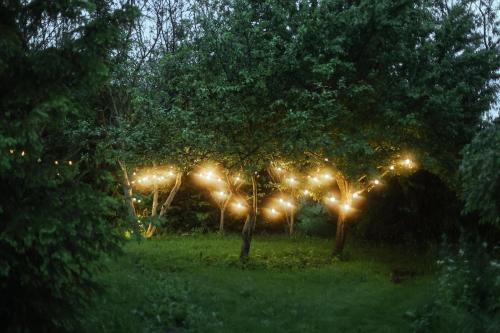 a tree with lights in a yard at night at Płachty in Liniewo