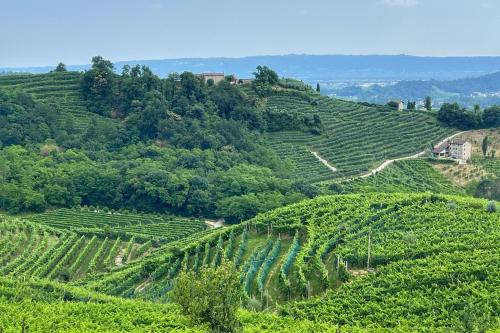a view of a green hillside with trees at B&B Terre Di Bea in Pederobba