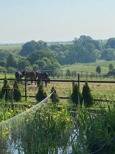 two horses in a field behind a fence at Ferienwohnung Soest Lendringsen in Soest