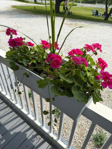 a white planter filled with pink flowers on a bench at Yardarm Motel in Searsport