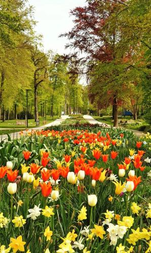 a field of colorful flowers in a park at Entspannt wohnen in Bad Lippspringe Nähe Westfalen Therme genießen in Bad Lippspringe