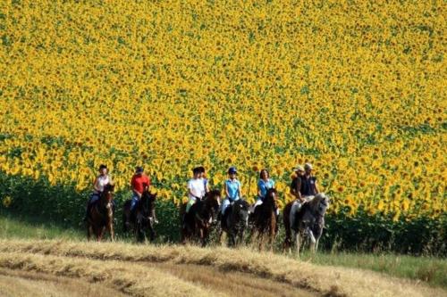 a group of people riding horses in a field of flowers at B&B Centro Ippico Andrea in Porto Recanati