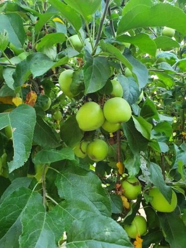 a bunch of green apples growing on a tree at VioVillas Agriturismo Glamping Arezzo in Arezzo