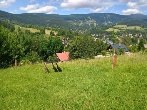 a green field with two birds sitting in the grass at Výhledovka chalet in Rokytnice nad Jizerou