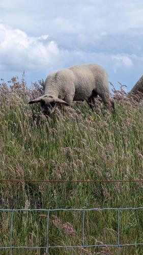 a sheep grazing in the grass on a hill at Ferienwohnung Am Deich, 86004 in Ostrhauderfehn