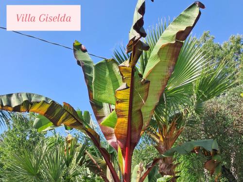 a banana tree with a large leaf at Villa Giselda con idromassaggio in Formia