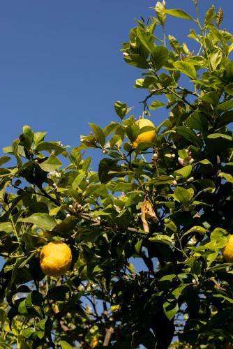 an orange tree with a bunch of oranges on it at Masseria Tarsia Morisco in Polignano a Mare