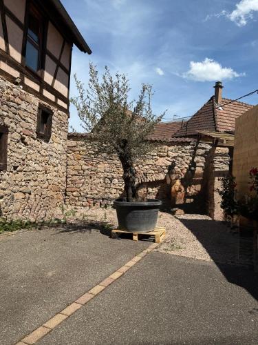 a potted tree in a pot on the side of a building at GC Frankstein in Dambach-la-Ville