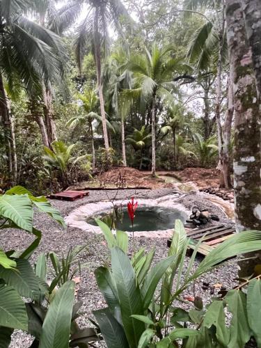 a garden with a pond and a red flower at Casa Manglar Villa in Puerto Jiménez