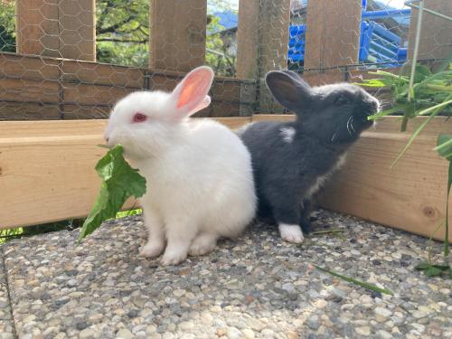 two rabbits are sitting next to each other at Pension Alpina in Reith im Alpbachtal