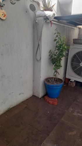 a plant in a blue pot next to a shower at aj konukevi müstakil ev dört odalı in Ayvalık