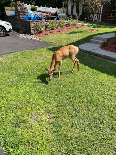 a deer grazing in the grass in a yard at Lakefront home with kayaks fire pit hot tub and walk to restaurants and bars in Lake Harmony
