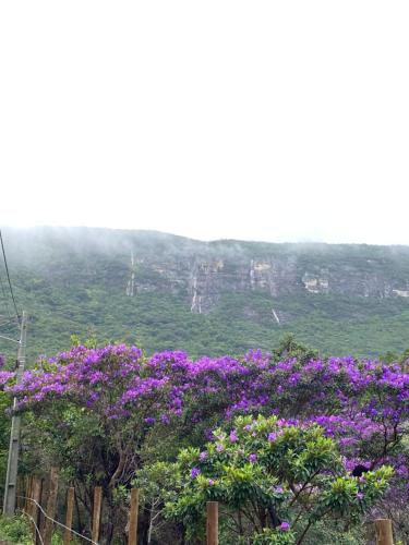 a bunch of purple flowers on a tree at Casa Lilás no Vale do Capão in Vale do Capao