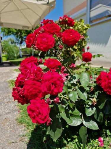 a bunch of red roses in a garden at Studio apartman Marica - Ogulin, Hrvatska in Ogulin