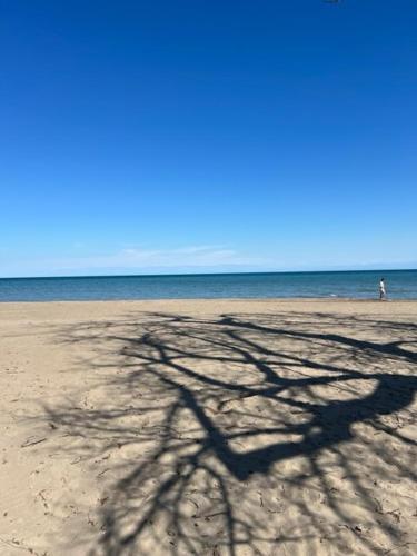a shadow of a tree on the beach at Forest Bunkie Trails & Stargazing in Simcoe